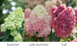 Limelight Prime Hydrangea - 2 Gallon Pot -Bloom Haven Hydrangea Limelight Prime 6