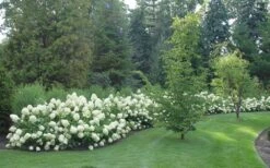 Limelight PeeGee Hydrangea - 3 Gallon Pot 13 Limelight PeeGee Hydrangea - 3 Gallon Pot -Bloom Haven Hydrangea Limelight hedge natural 1