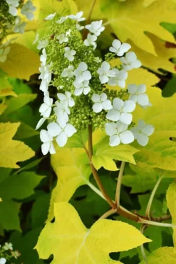 Little Honey Oakleaf Hydrangea - 1 Gallon Pot -Bloom Haven Hydrangea Little Honey 3
