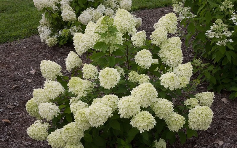 Little Lime Hydrangea - 3 Gallon Pot 7 Little Lime Hydrangea - 3 Gallon Pot - Image 7