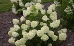 Little Lime Hydrangea - 6 Pack Of 1 Gallon Pots 13 Little Lime Hydrangea - 6 Pack Of 1 Gallon Pots -Bloom Haven Hydrangea Little Lime 1