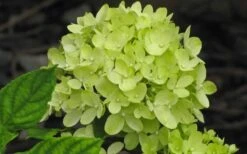 Little Lime Hydrangea - 6 Pack Of 1 Gallon Pots 10 Little Lime Hydrangea - 6 Pack Of 1 Gallon Pots -Bloom Haven Hydrangea Little Lime