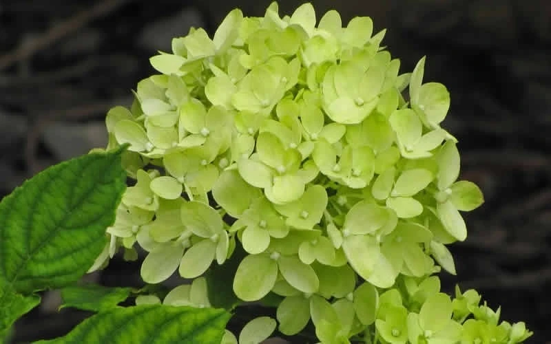Little Lime Hydrangea - 6 Pack Of 1 Gallon Pots 4 Little Lime Hydrangea - 6 Pack Of 1 Gallon Pots - Image 4