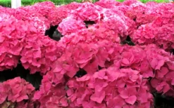 Merritts Supreme Hydrangea - 1 Gallon Pot 9 Merritts Supreme Hydrangea - 1 Gallon Pot -Bloom Haven Hydrangea Merrits Supreme Pink 12 1