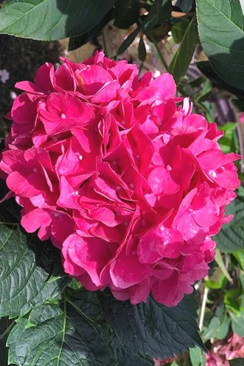 Merritts Supreme Hydrangea - 1 Gallon Pot 1 Merritts Supreme Hydrangea - 1 Gallon Pot