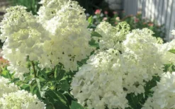 Moon Dance Hydrangea - 2 Gallon Pot -Bloom Haven Hydrangea Mood Dance 4