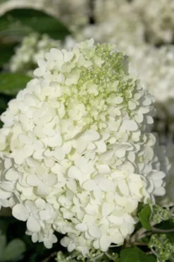 Moon Dance Hydrangea - 2 Gallon Pot -Bloom Haven Hydrangea Moon Dance 2