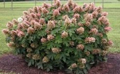 Munchkin Dwarf Oakleaf Hydrangea - 2 Gallon Pot -Bloom Haven Hydrangea Munchkin 1