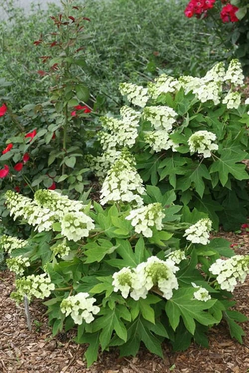 Munchkin Dwarf Oakleaf Hydrangea - 1 Gallon Pot 4 Munchkin Dwarf Oakleaf Hydrangea - 1 Gallon Pot - Image 4