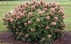 Munchkin Dwarf Oakleaf Hydrangea - 1 Gallon Pot 13 Munchkin Dwarf Oakleaf Hydrangea - 1 Gallon Pot -Bloom Haven Hydrangea Munchkin