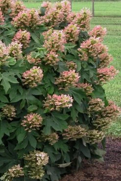 Munchkin Dwarf Oakleaf Hydrangea - 1 Gallon Pot 12 Munchkin Dwarf Oakleaf Hydrangea - 1 Gallon Pot -Bloom Haven Hydrangea Munchkin 500x750 2