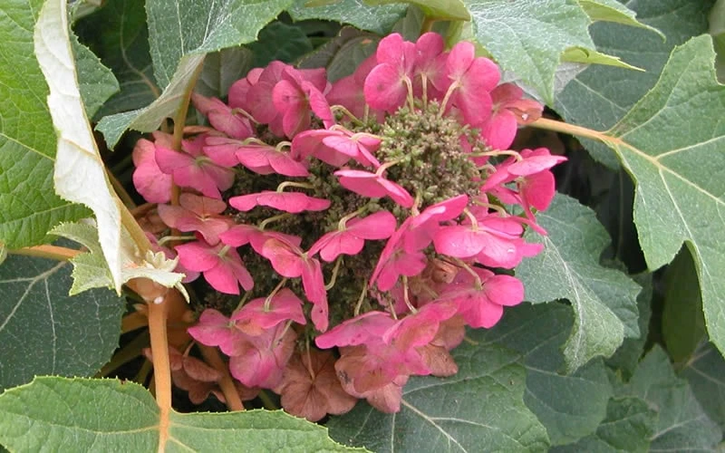 Munchkin Dwarf Oakleaf Hydrangea - 1 Gallon Pot 7 Munchkin Dwarf Oakleaf Hydrangea - 1 Gallon Pot - Image 7