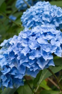 Nikko Blue Hydrangea - 2 Gallon Pot -Bloom Haven Hydrangea Nikko Blue 10 1