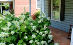 Pee Wee Dwarf Oakleaf Hydrangea - 2 Gallon Pot -Bloom Haven Hydrangea Oakleaf Pee Wee 1