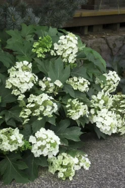 Pee Wee Dwarf Oakleaf Hydrangea - 1 Gallon Pot -Bloom Haven Hydrangea Oakleaf Pee Wee 11