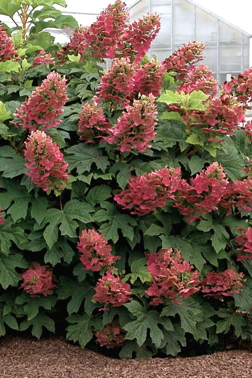 Ruby Slippers Dwarf Oakleaf Hydrangea - 2 Gallon Pot 1 Ruby Slippers Dwarf Oakleaf Hydrangea - 2 Gallon Pot