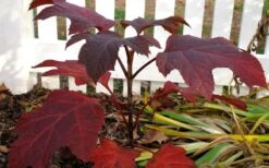 Ruby Slippers Dwarf Oakleaf Hydrangea - 7 Gallon Pot -Bloom Haven Hydrangea Oakleaf Ruby Slippers Fall Foliage Color 1