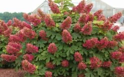 Ruby Slippers Dwarf Oakleaf Hydrangea - 3 Gallon Pot -Bloom Haven Hydrangea Oakleaf Ruby Slippers Full Bloom 2