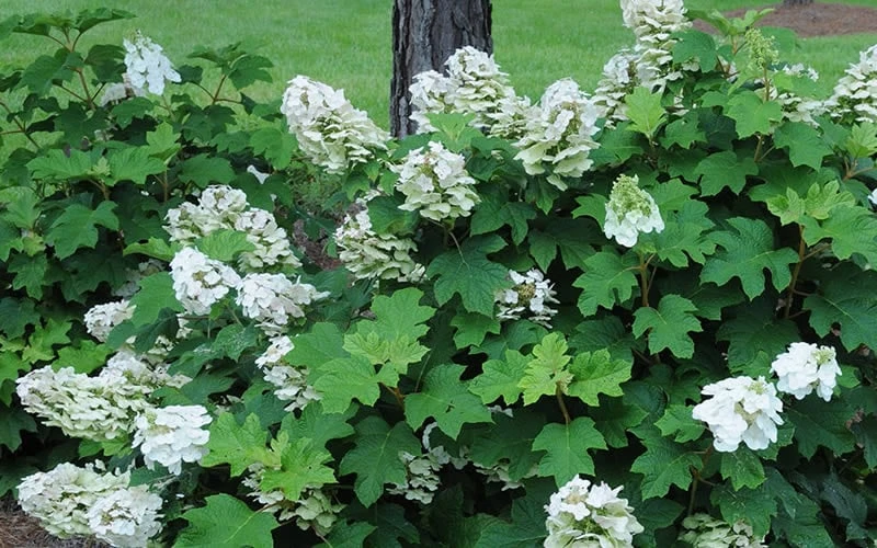 Ruby Slippers Dwarf Oakleaf Hydrangea - 2 Gallon Pot 6 Ruby Slippers Dwarf Oakleaf Hydrangea - 2 Gallon Pot - Image 6