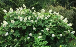 Semmes Beauty Oakleaf Hydrangea - 3 Gallon Pot -Bloom Haven Hydrangea Oakleaf Semmes Beauty 10
