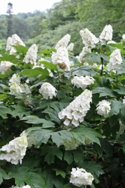 Snow Queen Oakleaf Hydrangea - 2 Gallon Pot -Bloom Haven Hydrangea Oakleaf Snow Queen 10 2