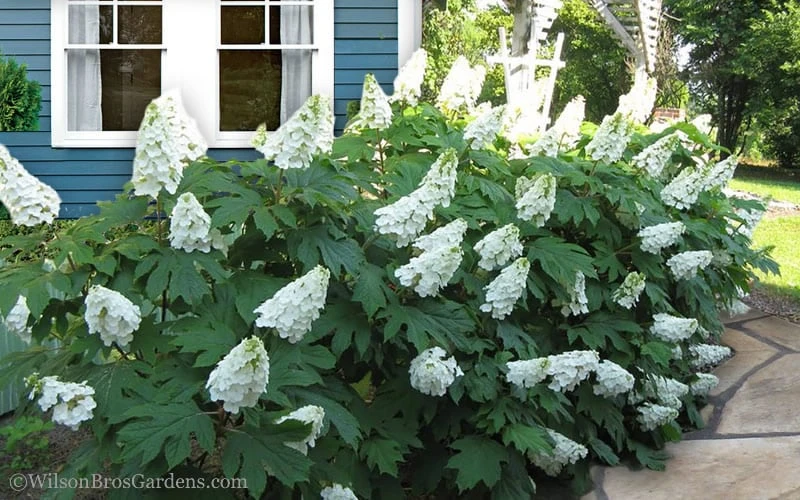Snow Queen Oakleaf Hydrangea - 1 Gallon Pot 4 Snow Queen Oakleaf Hydrangea - 1 Gallon Pot - Image 4