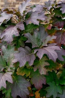 Snow Queen Oakleaf Hydrangea - 1 Gallon Pot 12 Snow Queen Oakleaf Hydrangea - 1 Gallon Pot -Bloom Haven Hydrangea Oakleaf Snow Queen 3 1