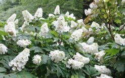 Snow Queen Oakleaf Hydrangea - 1 Gallon Pot 11 Snow Queen Oakleaf Hydrangea - 1 Gallon Pot -Bloom Haven Hydrangea Oakleaf Snow Queen 6 1