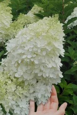 Phantom Hydrangea - 3 Gallon Pot -Bloom Haven Hydrangea Phantom 20 2
