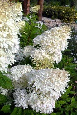 Phantom Hydrangea - 3 Gallon Pot -Bloom Haven Hydrangea Phantom 500x750 3
