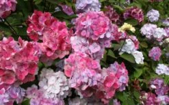 Preziosa Multi Color Hydrangea - 1 Gallon Pot -Bloom Haven Hydrangea Preziosa 18 1