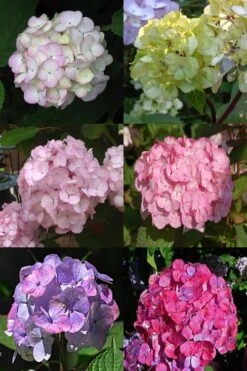 Preziosa Multi Color Hydrangea - 3 Gallon Pot -Bloom Haven Hydrangea Preziosa 19