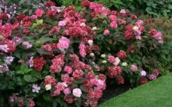 Preziosa Multi Color Hydrangea - 3 Gallon Pot -Bloom Haven Hydrangea Preziosa 7