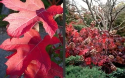 Semmes Beauty Oakleaf Hydrangea - 3 Gallon Pot -Bloom Haven Hydrangea Semmes Beauty Fall Foliage Color