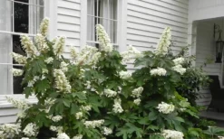 Semmes Beauty Oakleaf Hydrangea - 3 Gallon Pot -Bloom Haven Hydrangea Semmes Beauty Home Foundation Planting