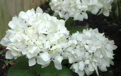 Sister Theresa Hydrangea - 3 Gallon Pot -Bloom Haven Hydrangea Sister Theresa 50