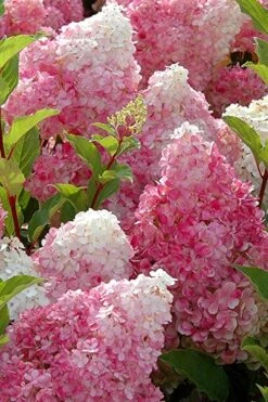 Strawberry Sundae Hydrangea - 3 Gallon Pot 10 Strawberry Sundae Hydrangea - 3 Gallon Pot -Bloom Haven Hydrangea Strawberry Sundae Flowers 3