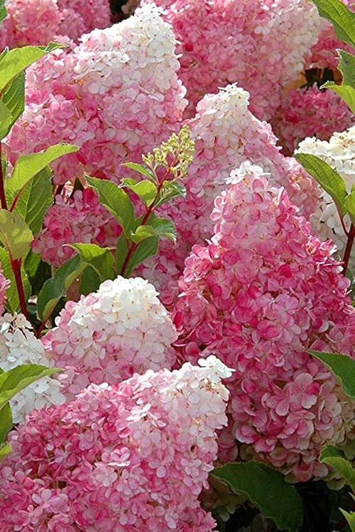 Strawberry Sundae Hydrangea - 3 Gallon Pot 5 Strawberry Sundae Hydrangea - 3 Gallon Pot - Image 5