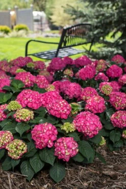 Summer Crush Endless Summer Hydrangea - 3 Gallon Pot -Bloom Haven Hydrangea Summer Crush Endless Summer 3 4