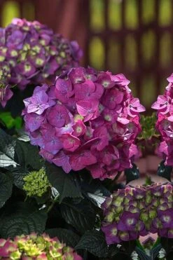 Summer Crush Endless Summer Hydrangea - 1 Gallon Pot -Bloom Haven Hydrangea Summer Crush Endless Summer 4