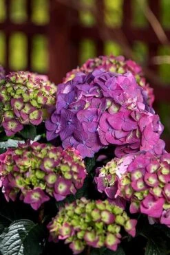 Summer Crush Endless Summer Hydrangea - 1 Gallon Pot -Bloom Haven Hydrangea Summer Crush Endless Summer 5