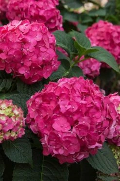Summer Crush Endless Summer Hydrangea - 1 Gallon Pot -Bloom Haven Hydrangea Summer Crush Endless Summer 6