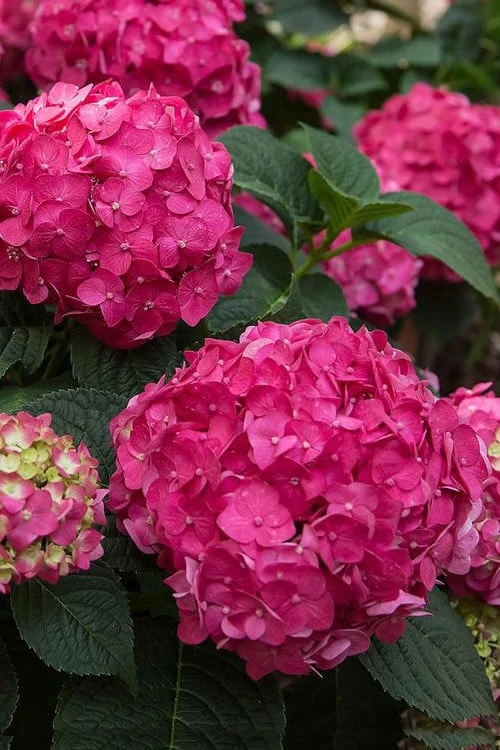 Summer Crush Endless Summer Hydrangea - 7 Gallon Pot 4 Summer Crush Endless Summer Hydrangea - 7 Gallon Pot - Image 4