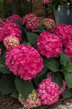 Summer Crush Endless Summer Hydrangea - 1 Gallon Pot -Bloom Haven Hydrangea Summer Crush Endless Summer 7