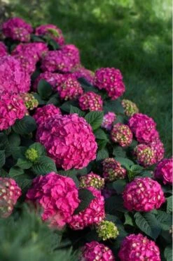 Summer Crush Endless Summer Hydrangea - 7 Gallon Pot 14 Summer Crush Endless Summer Hydrangea - 7 Gallon Pot -Bloom Haven Hydrangea Summer Crush Endless Summer 9 5
