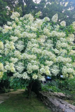 Tardiva Hydrangea - 3 Gallon Pot -Bloom Haven Hydrangea Tardiva 16