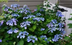 Twist-N-Shout Endless Summer Hydrangea - 1 Gallon Pot -Bloom Haven Hydrangea Twist N Shout Blue Flowers 3