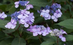 Twist-N-Shout Endless Summer Hydrangea - 3 Gallon Pot 11 Twist-N-Shout Endless Summer Hydrangea - 3 Gallon Pot -Bloom Haven Hydrangea Twist N Shout Lavender Flowers 2 1