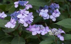 Twist-N-Shout Endless Summer Hydrangea - 1 Gallon Pot -Bloom Haven Hydrangea Twist N Shout Lavender Flowers 2