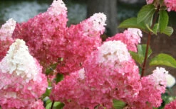 Vanilla Strawberry Hydrangea - 7 Gallon Pot -Bloom Haven Hydrangea Vanilla Strawberry 3